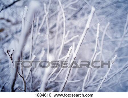 Branches Covered In Snow, Close-Up View Large Photo Image Stock Image - Branches Covered In Snow, Close-Up. Fotosearch