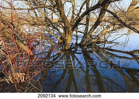 Branches Of Tree Submerged In Water; Ile Saint-Bernard Quebec Canada View Large Photo Image Picture - Branches Of Tree Submerged In Water; Ile Saint-Bernard Quebec Canada. Fotosearch