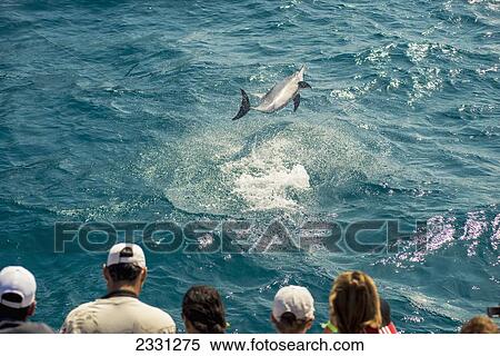 Brazil, Pernambuco, Tourists watching dolphins; Fernando de Noronha View Large Photo Image Stock Photography - Brazil, Pernambuco, Tourists watching dolphins; Fernando de Noronha. Fotosearch