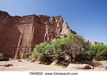 Brea trees in Talampaya Canyon, Talampaya National Park, La Rioja, Argentina View Large Photo Image Stock Image - Brea trees in Talampaya Canyon, Talampaya National Park, La Rioja, Argentina. Fotosearch