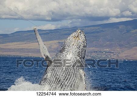 Picture - Breaching humpback whale (Megaptera novaeangliae) with the West Maui town of Lahaina in the background; Maui, Hawaii, United States of America. Fotosearch