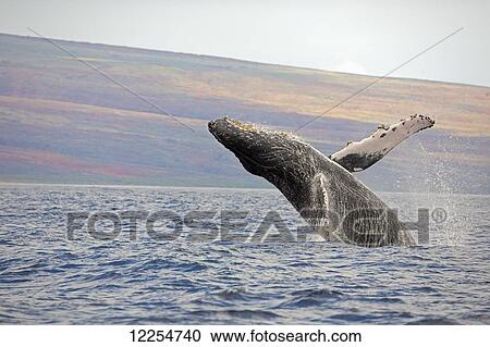 Stock Image - Breaching humpback whale (Megaptera novaeangliae); Maui, Hawaii, United States of America. Fotosearch