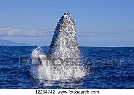Stock Image - Breaching humpback whale (Megaptera novaeangliae); Maui, Hawaii, United States of America. Fotosearch