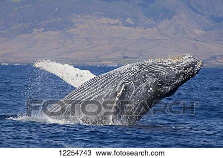 Stock Image - Breaching humpback whale (Megaptera novaeangliae) with the West Maui town of Lahaina in the background; Maui, Hawaii, United States of America. Fotosearch