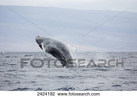 Stock Image - Breaching humpback whale (Megaptera novaeangliae); Hawaii, United States of America. Fotosearch