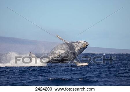 Breaching humpback whale (Megaptera novaeangliae); Hawaii, United States of America View Large Photo Image Stock Image - Breaching humpback whale (Megaptera novaeangliae); Hawaii, United States of America. Fotosearch
