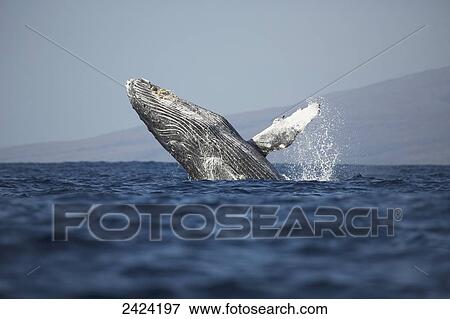 Stock Photo - Breaching humpback whale (Megaptera novaeangliae); Hawaii, United States of America. Fotosearch