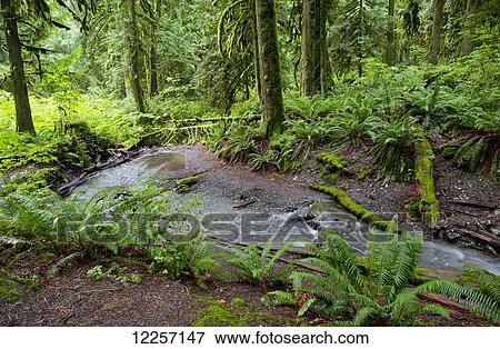 Stock Photo - Bridal Falls; British Columbia, Canada. Fotosearch
