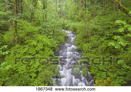 Bridalveil Creek In Spring, Columbia River Gorge, Oregon, Usa View Large Photo Image Stock Photo - Bridalveil Creek In Spring, Columbia River Gorge, Oregon, Usa. Fotosearch