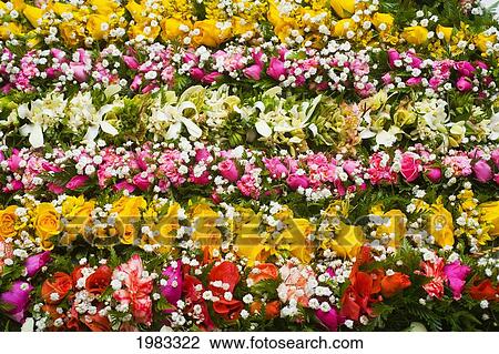 Bright Flower Leis In Colorful Lines. View Large Photo Image Stock Image - Bright Flower Leis In Colorful Lines.. Fotosearch