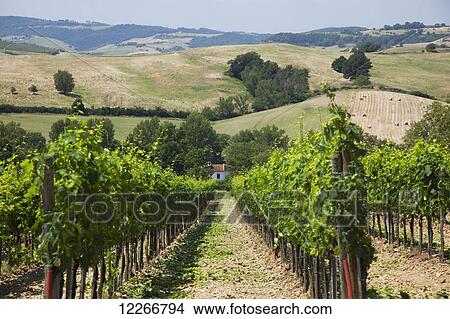 Picture - Bright green rows of vines; Ascianello, Montepulciano, Tuscany, Italy. Fotosearch