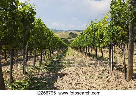 Stock Photography - Bright green rows of vines; Ascianello, Montepulciano, Tuscany, Italy. Fotosearch