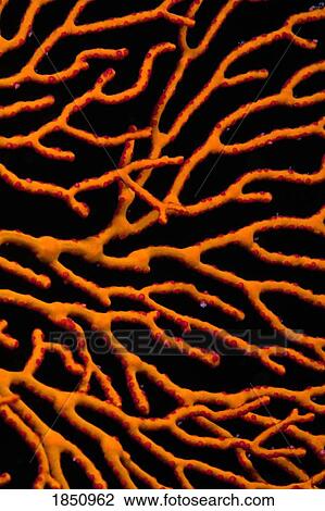 Bright Orange Coral View Large Photo Image Stock Image - Bright Orange Coral. Fotosearch