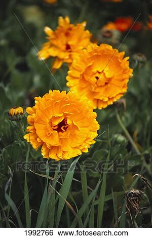 Bright Orange Hybrid Marigolds Growing Outdoors. View Large Photo Image Stock Photograph - Bright Orange Hybrid Marigolds Growing Outdoors.. Fotosearch