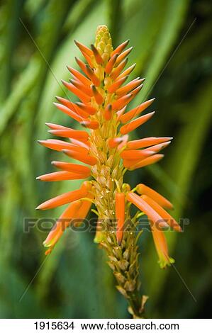 Bright Orange Tropical Flowers View Large Photo Image Picture - Bright Orange Tropical Flowers. Fotosearch