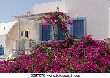Bright pink flowers on a shrub outside a house; Oia, Santorini, Cyclades, Greek Islands, Greece View Large Photo Image Stock Image - Bright pink flowers on a shrub outside a house; Oia, Santorini, Cyclades, Greek Islands, Greece. Fotosearch