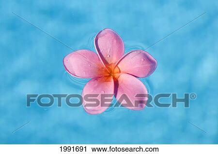 Stock Image - Bright Pink Plumeria Floating In Turquoise Water.. Fotosearch