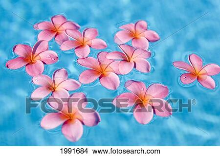 Bright Pink Plumerias Floating In Turquoise Water. View Large Photo Image Picture - Bright Pink Plumerias Floating In Turquoise Water.. Fotosearch