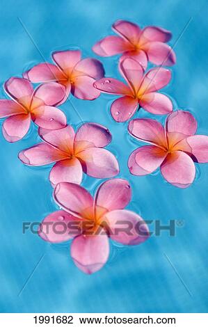 Stock Image - Bright Pink Plumerias Floating In Turquoise Water.. Fotosearch