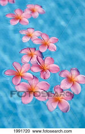 Bright Pink Plumeria's Floating In Turquoise Water. View Large Photo Image Stock Image - Bright Pink Plumeria's Floating In Turquoise Water.. Fotosearch