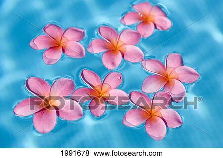Stock Photo - Bright Pink Plumerias Floating In Turquoise Water.. Fotosearch
