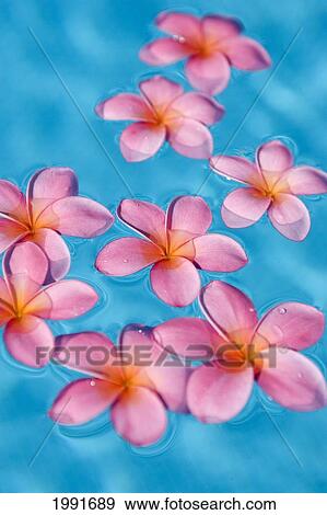 Stock Photo - Bright Pink Plumerias Floating In Turquoise Water.. Fotosearch