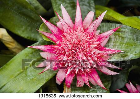 Bright Pink Spiky Flower View Large Photo Image Stock Photography - Bright Pink Spiky Flower. Fotosearch