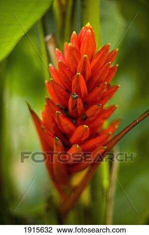 Stock Image - Bright Red Musa Flowers. Fotosearch