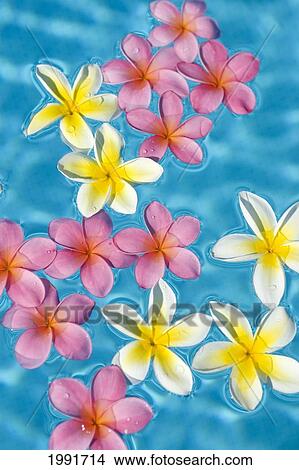 Picture - Bright Yellow And Pink Plumeria's Floating In Turquoise Water.. Fotosearch
