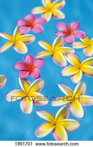 Bright Yellow And Pink Plumeria's Floating In Turquoise Water. View Large Photo Image Stock Image - Bright Yellow And Pink Plumeria's Floating In Turquoise Water.. Fotosearch