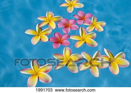 Bright Yellow And Pink Plumeria's Floating In Turquoise Water. View Large Photo Image Stock Image - Bright Yellow And Pink Plumeria's Floating In Turquoise Water.. Fotosearch