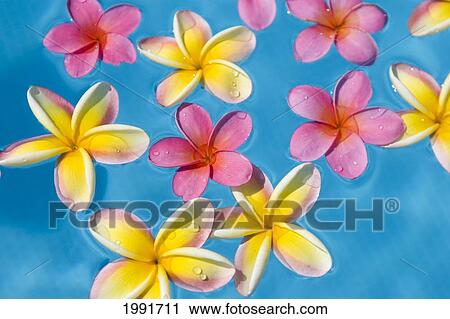 Bright Yellow And Pink Plumeria's Floating In Turquoise Water. View Large Photo Image Stock Image - Bright Yellow And Pink Plumeria's Floating In Turquoise Water.. Fotosearch