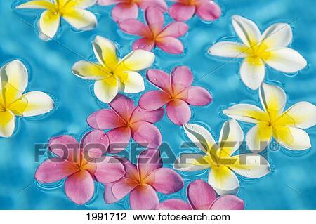 Stock Image - Bright Yellow And Pink Plumeria's Floating In Turquoise Water.. Fotosearch