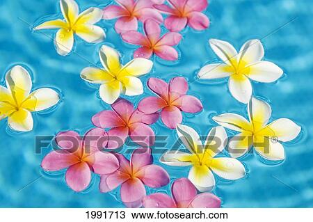 Bright Yellow And Pink Plumeria's Floating In Turquoise Water. View Large Photo Image Stock Image - Bright Yellow And Pink Plumeria's Floating In Turquoise Water.. Fotosearch