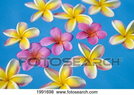 Bright Yellow And Pink Plumeria's Floating In Turquoise Water. View Large Photo Image Stock Photo - Bright Yellow And Pink Plumeria's Floating In Turquoise Water.. Fotosearch