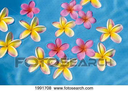 Bright Yellow And Pink Plumeria's Floating In Turquoise Water. View Large Photo Image Stock Photo - Bright Yellow And Pink Plumeria's Floating In Turquoise Water.. Fotosearch