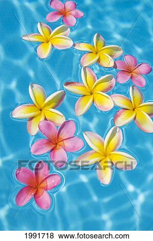 Stock Photo - Bright Yellow And Pink Plumeria's Floating In Turquoise Water.. Fotosearch