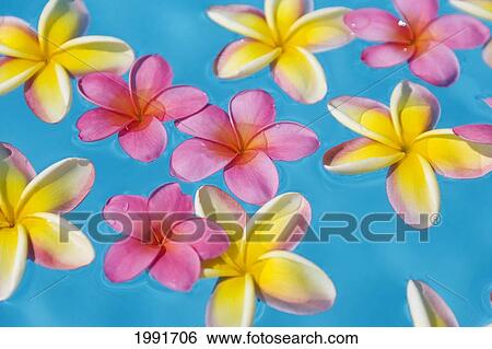 Bright Yellow And Pink Plumeria's Floating In Turquoise Water. View Large Photo Image Stock Photograph - Bright Yellow And Pink Plumeria's Floating In Turquoise Water.. Fotosearch
