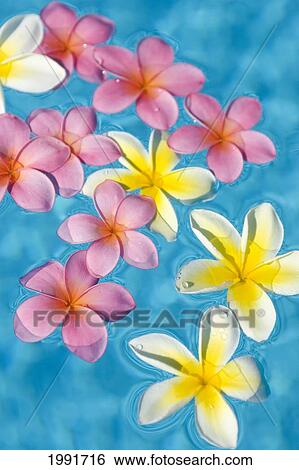Bright Yellow And Pink Plumeria's Floating In Turquoise Water. View Large Photo Image Stock Photograph - Bright Yellow And Pink Plumeria's Floating In Turquoise Water.. Fotosearch