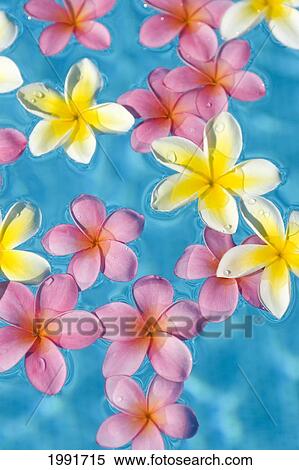 Stock Photography - Bright Yellow And Pink Plumeria's Floating In Turquoise Water.. Fotosearch
