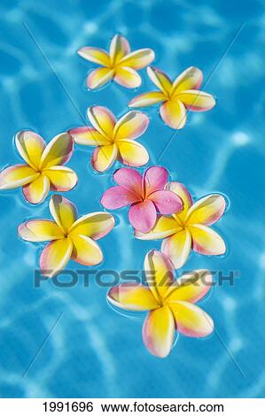 Bright Yellow Plumeria's Floating Around One Pink One In Turquoise Water. View Large Photo Image Stock Photograph - Bright Yellow Plumeria's Floating Around One Pink One In Turquoise Water.. Fotosearch