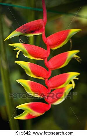Brightly Colored Heliconia Flowers View Large Photo Image Stock Image - Brightly Colored Heliconia Flowers. Fotosearch