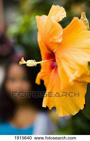 Brightly Colored Hibiscus Flower View Large Photo Image Stock Image - Brightly Colored Hibiscus Flower. Fotosearch