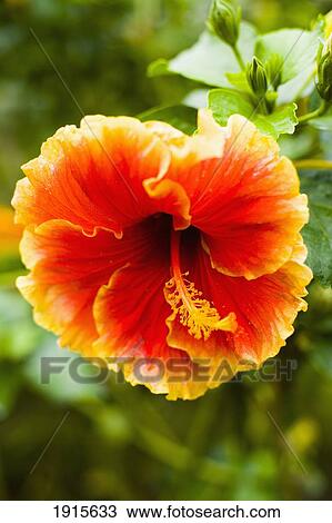 Brightly Colored Hibiscus Flowers View Large Photo Image Stock Image - Brightly Colored Hibiscus Flowers. Fotosearch