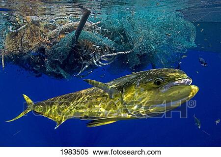 Stock Photography - Brightly colored Mahi Mahi or Dolphinfish (Coryphaena Hippurus) near fishing net and rope floating at surface. Fotosearch