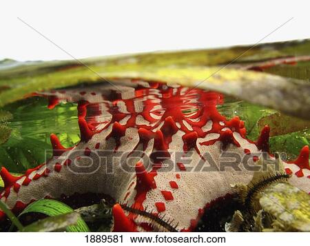 Brightly Colored Starfish In A Pool On The Reef View Large Photo Image Stock Image - Brightly Colored Starfish In A Pool On The Reef. Fotosearch