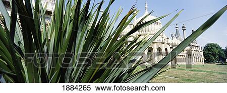Brighton Pavilion And Plant View Large Photo Image Stock Photography - Brighton Pavilion And Plant. Fotosearch