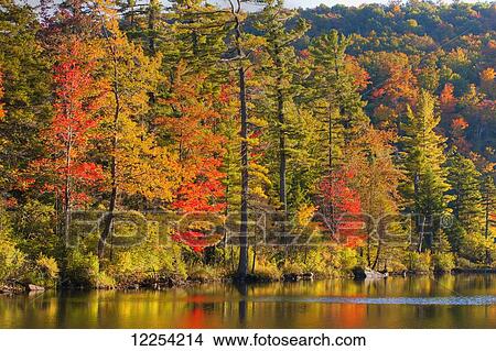 Picture - Brilliant autumn colours around Baker Pond; West Bolton, Quebec, Canada. Fotosearch