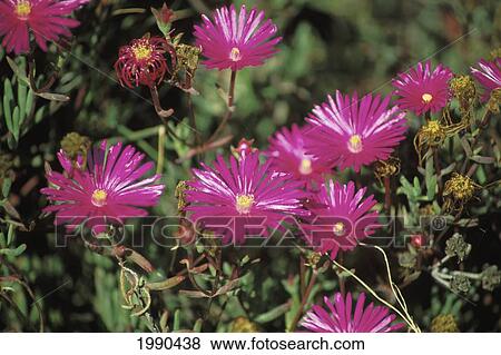 Brilliant Purple Straw Flowers On Plant, In Field View Large Photo Image Stock Photo - Brilliant Purple Straw Flowers On Plant, In Field. Fotosearch