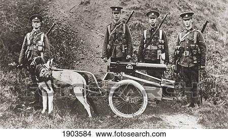 British Army Using Dogs To Pull A Machine Gun During World War I. From The Illustrated War News, 1915. View Large Photo Image Picture - British Army Using Dogs To Pull A Machine Gun During World War I. From The Illustrated War News, 1915.. Fotosearch
